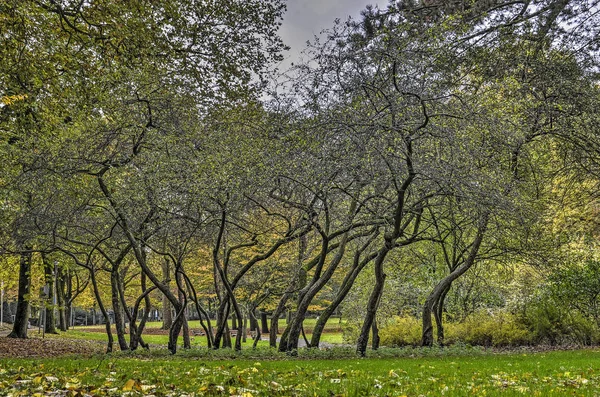 Grupa Małych Drzew Pozornie Invloved Dzikim Tańcu Parku Rotterdam Holandia — Zdjęcie stockowe