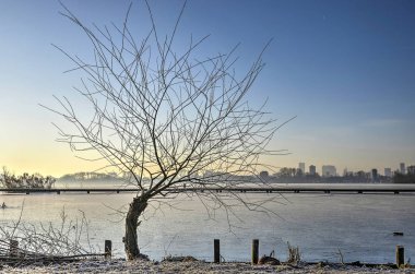 Pollard willow at the bank of frozen  lake Kralingse Plas in Rotterdam, The Netherlands with a wooden walkbridge and the city's skyline in the distance clipart