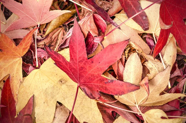 Red fallen leaves of a sweet gum tree piled up on the ground in autumn