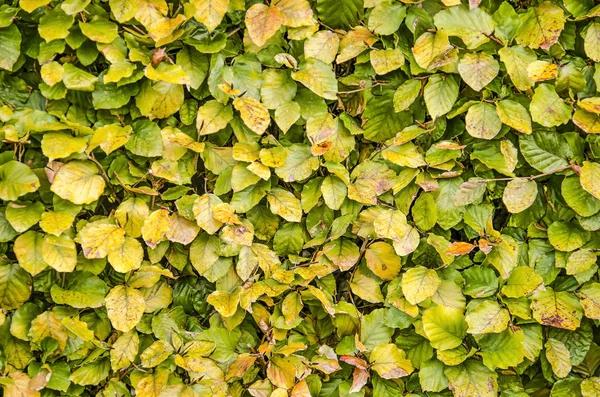 Листья Буковой Изгороди Осенью Окрашиваются Зеленого Желтый — стоковое фото