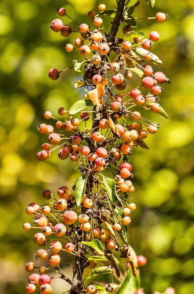 Detalle Arbusto Espino Fuego Pyracantha Con Bayas Rojas Sobre Fondo —  Fotos de Stock