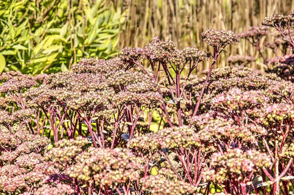 Close up of  reddish purple sedum matrona on a sunny day in autumn