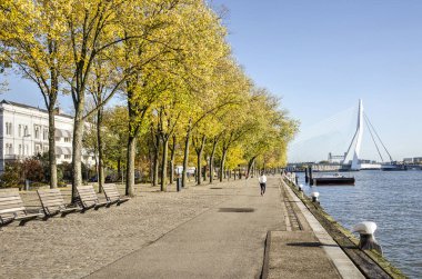 Rotterdam, Hollanda, 8 Kasım 2018: görünümü Westerkade quay ağaçlarla ile sağ ve Erasmus Köprüsü uzaktan Nieuwe Maas nehri boyunca güneşli bir güz