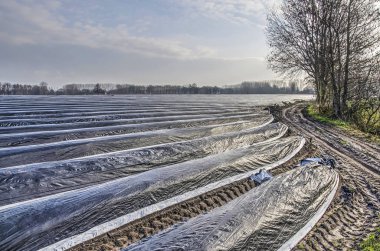 Sint Oedenrode, Hollanda, 14 Aralık 2018: toprak yola paralel Ridge'de büyüyen kuşkonmaz geniş bir alanı boyunca plastik folyo ile kaplı
