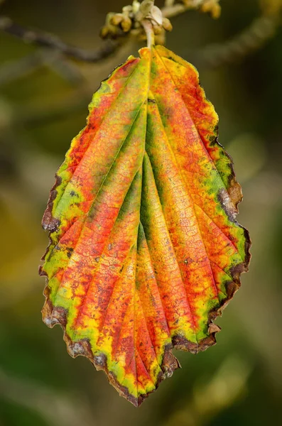 Foglia Singola Hamamelis Autunno Verde Chiaro Scuro Giallo Arancione Rosso — Foto Stock