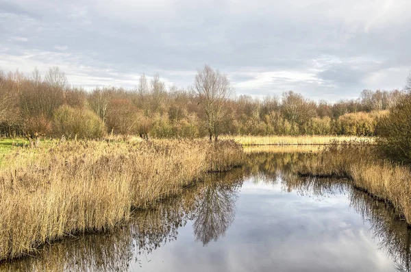 Cañas Alrededor Estanque Los Bosques Cerca Delft Países Bajos Con —  Fotos de Stock