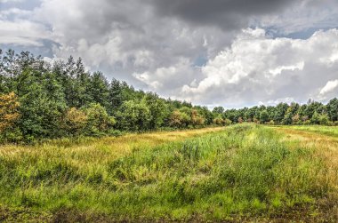 Çayır ile uzun otların, ağaçlar ve çalılar Hollanda Breda, yakınındaki dramatik bir bulutlu gökyüzü altında arka planda