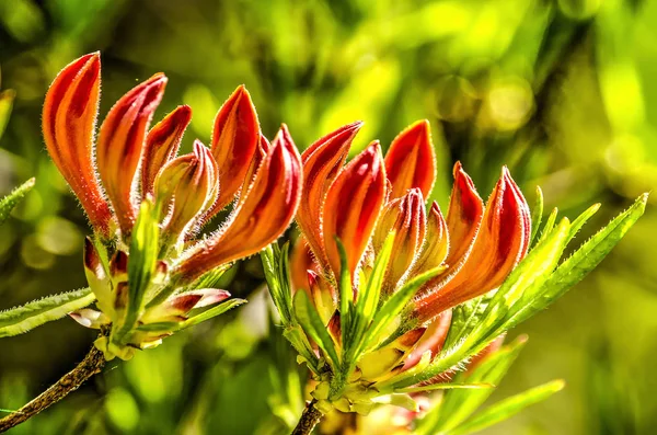 Kırmızımsı Turuncu Çiçekler Bahar Güneşli Bir Günde Bir Parlak Yeşil — Stok fotoğraf