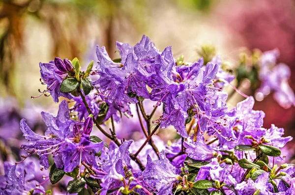 Parte Arbusto Rododendro Com Flores Roxas Primavera — Fotografia de Stock