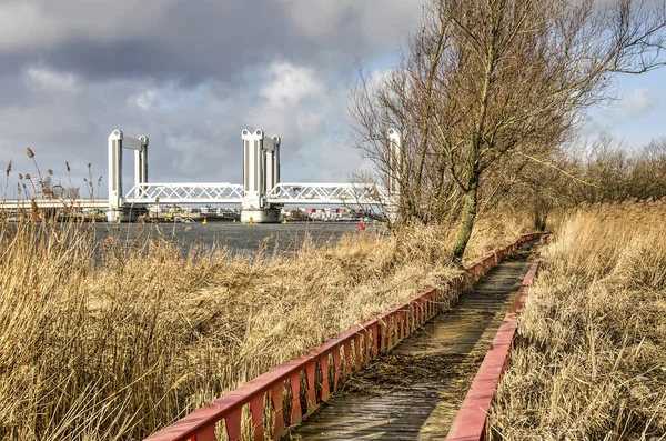 Steel and wood footbridge through a tidal floodplain in nature reserve Ruigeplaatbos naer Hooglviet, The Netherlands with Botlek bridge and industrial zone in the background