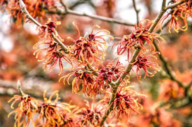 witch Hazel (hamamelis) kışın güneşli bir günde birkaç kırmızı çiçekler Close-up
