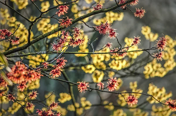 Rami Ramoscelli Hamalis Nocciola Strega Con Esemplare Giallo Sfocato Sullo — Foto Stock