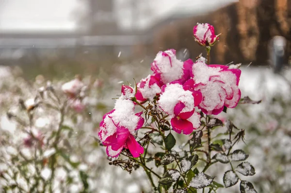 Közeli Kép Lilás Piros Rózsaszirom Részben Hóval Közben Hóviharban Hideg — Stock Fotó