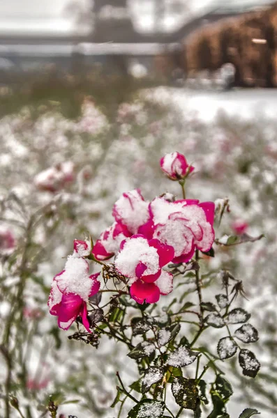 Зображення Ландшафтному Форматі Фіолетових Червоних Троянд Частково Вкритих Снігом Саду — стокове фото