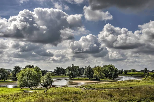 Groene Landschap Uiterwaarden Van Rivier Waal Bij Tiel Nederland Met — Stockfoto