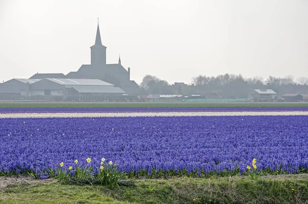 Hillegom オランダ 4月2 2019 Zilk 村の教会のシルエットを背景に 主に青みパープルヒヤシンスのフィールド — ストック写真