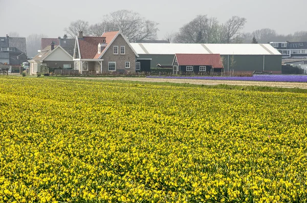Hillegom Nizozemsko Duben 2019 Žluté Pole Narcisů Farmářské Domy Zemědělské — Stock fotografie