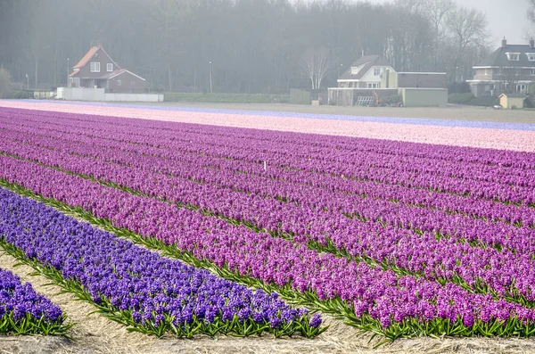 Hillegom Hollandia Április 2019 Mező Hyaciths Különböző Árnyalatú Lila Rózsaszín — Stock Fotó