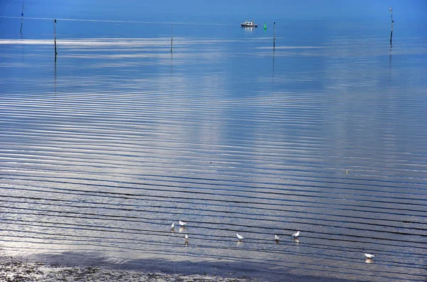 Minimalistic image of the shore of Oosterschelde estuary, the Netherlands with a few seagulls, a little boat and clouds reflecting in the smooth water surface