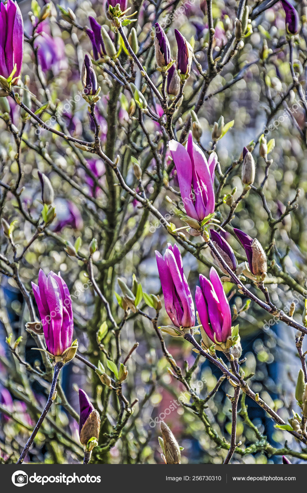 Magnolia Bush Springtime Purple Flowers Open Stock Photo C Frans Blok 3develop 256730310