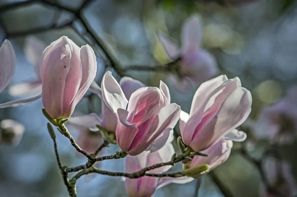 Gros Plan Plusieurs Fleurs Magnolia Printemps Sur Fond Bokeh Bleu — Photo