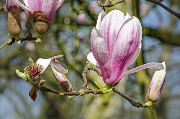 Gros Plan Une Seule Fleur Magnolia Sur Fond Bokeh Vert — Photo
