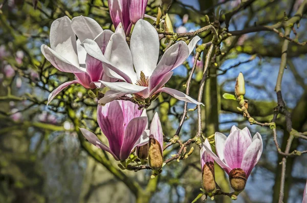 Close Several Magnolia Flowers Some More Open Others Sunny Day — Stock Photo, Image
