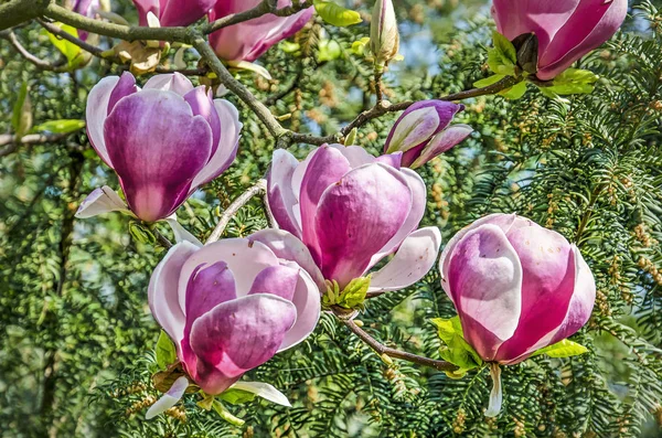 Gros Plan Quatre Grandes Fleurs Magnolia Ouvertes Par Une Journée — Photo