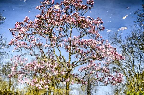 Réflexion Magnolia Printemps Dans Eau Douce Étang — Photo