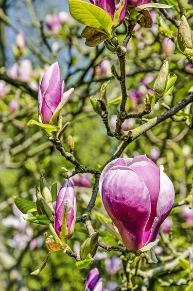 Close Large Magnolia Flower Surrounded Several Others Still Closed Sunny — Stock Photo, Image
