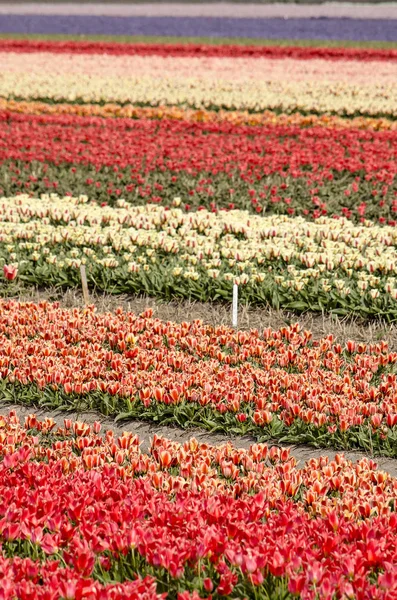 Blumenfeld Frühling Der Nähe Von Noordwijkerhout Den Niederlanden Mit Bändern — Stockfoto