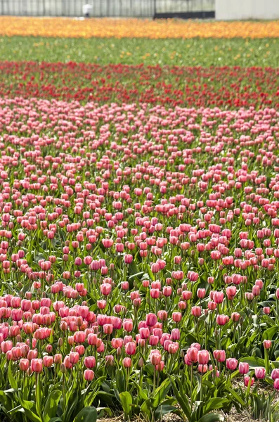 在荷兰诺德维杰赫豪尔附近的春天 有粉红色 红色和橙色郁金香带的田野 — 图库照片