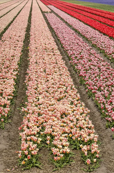 图为粉红色和红色郁金香条 几乎延伸到荷兰诺德维杰霍图附近的春天的地平线 — 图库照片