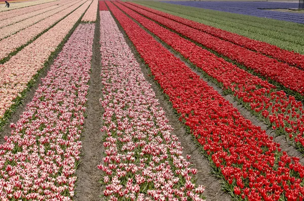 Champ Avec Des Bandes Tulipes Roses Rouges Bleues Printemps Près — Photo