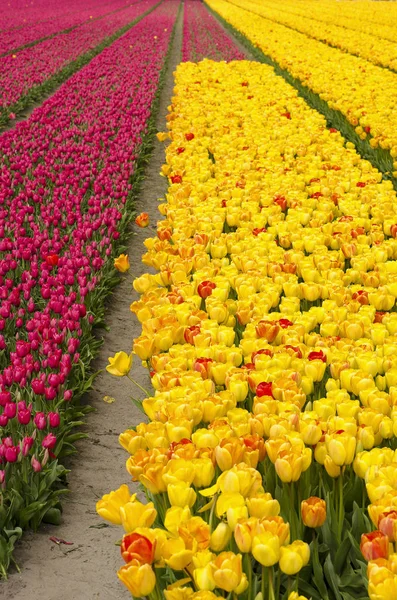 Flower Field Springtime Noordwijkerhout Netherlands Strips Purplish Red Tulips Yellow — Stock Photo, Image