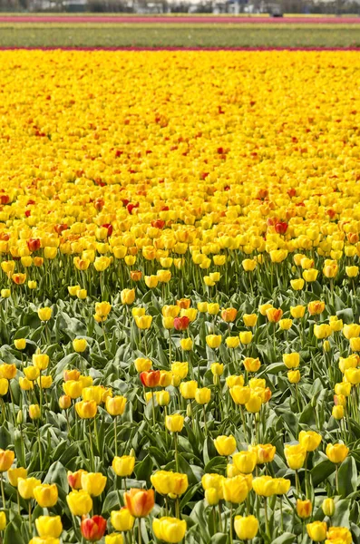 荷兰诺德维杰豪图附近的春季花田 主要有黄色和一些红色和橙色郁金香 — 图库照片