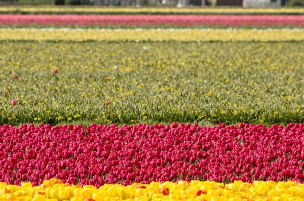 Tulip Field Våren Nära Noordwijkerhout Nederländerna Med Horzintal Band Gult — Stockfoto