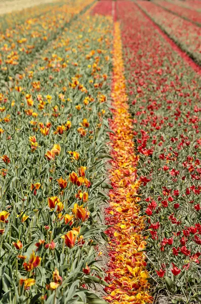 春天在荷兰诺德维杰赫豪特附近的春天 有红色和黄色的郁金香 花条之间花瓣落下 — 图库照片