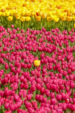 Kırmızımsı mor lalelerden oluşan bir tarlada sarı lale, Noordwijkerhout yakınlarında sarı bir tarla, Hollanda