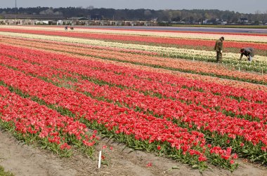 Noordwijkerhout, The Netherlands, April 15, 2019: multi-colored tulip field with several agricultural labourers at work