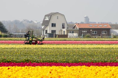 Noordwijkerhout, Hollanda, Nisan 15, 2019: arka planda çiftlik binaları ile renkli lale tarlalarında bir tarım aracı üzerinde çalışan çiçek soğanı kültivatör