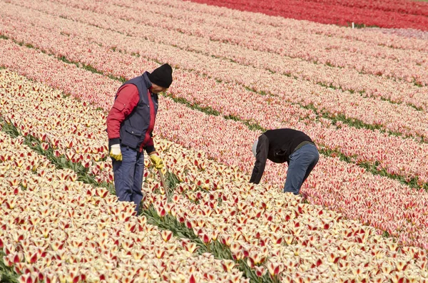 荷兰诺德维杰豪特 2019年4月15日 两名工人在红色和粉红色的郁金香田里工作 — 图库照片