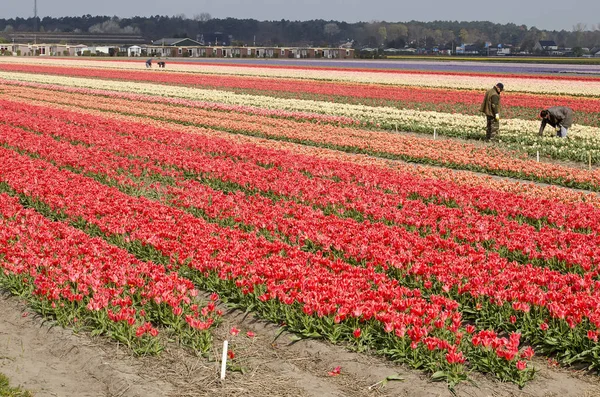 荷兰诺德维杰豪特 2019年4月15日 多彩郁金香田 几个农业工人在工作 — 图库照片