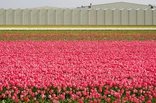 荷兰诺德维杰豪图 2019年4月15日 郁金香田以粉红色和几种其他颜色为背景 背景是温室 — 图库照片