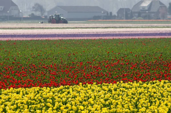 荷兰诺德维克 2019年4月15日 郁金香田有黄色 红色和各种其他颜色 背景是拖拉机和农场建筑 — 图库照片