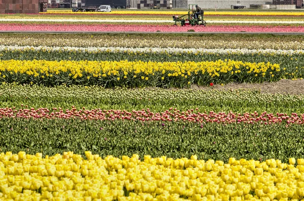 Noordwijkerhout Nizozemsko Dubna 2019 Vícebarevný Tulipán Zemědělským Vozidlem Zemědělskými Budovami — Stock fotografie