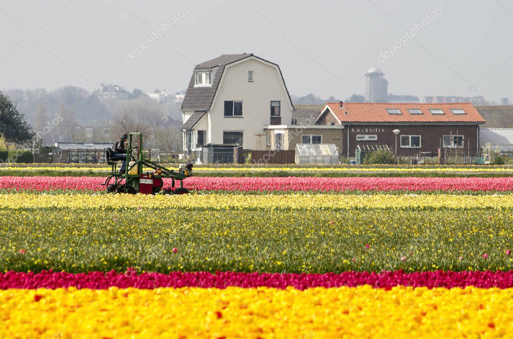 Noordwijkerhout