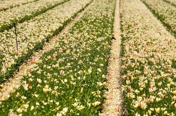 Flower field with bands of tulips of which most petals have ended up in the furrows between the strips