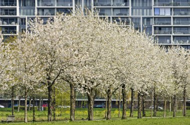 Rotterdam, Hollanda, 14 Nisan 2019: Prinsenland semtinde bir apartmanın modern cephesi önünde beyaz çiçek açan prunus ağaçları sırası