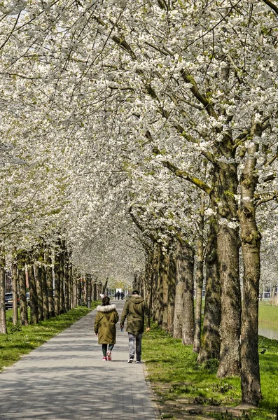 Rotterdam Netherlands April 2019 People Walking Footpath Tall White Blossoming — Stock Photo, Image